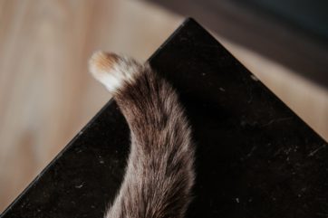 Cat tail - visual content moderation
